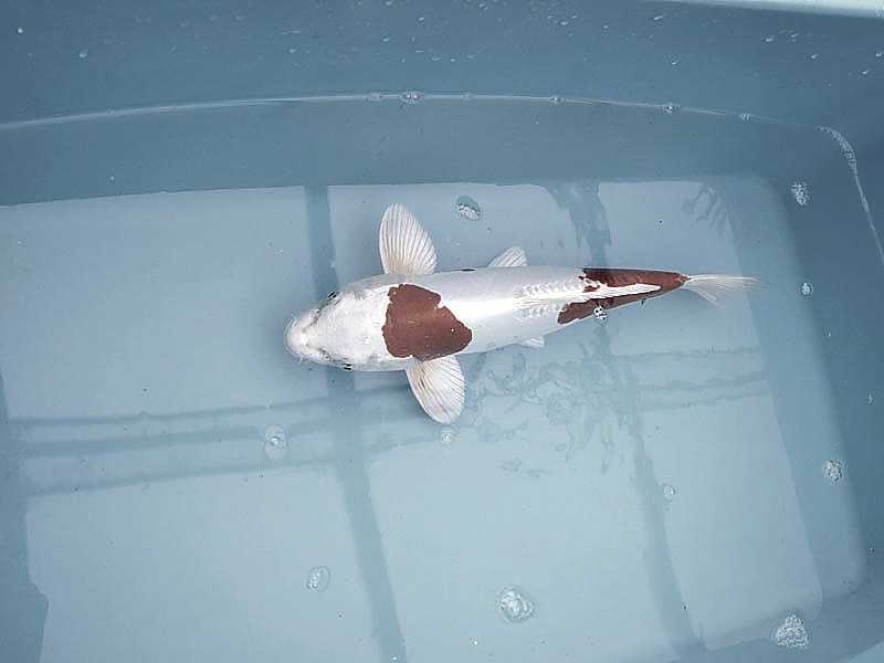 Killikus&reg; Fotographie